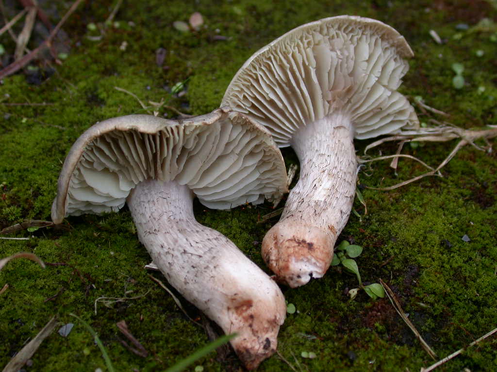 Tricholoma ... var .... fo ....